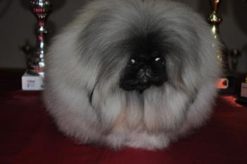 Прикрепленное изображение: DSC_0211 1600x1200.JPG